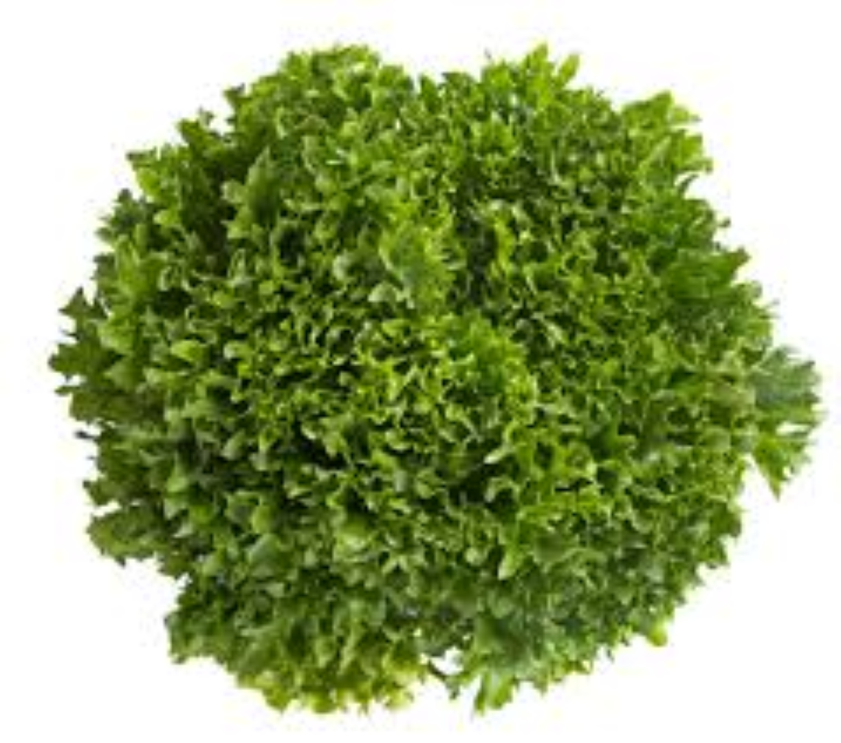 AAA CRISPY SALANOVA LETTUCE
